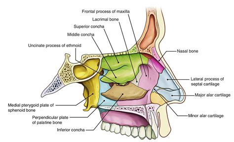 image result  nasal cavity bones nasal cavity anatomy medical