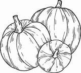 Calabaza Calabazas Huerto sketch template