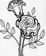 Rose Flower Coloring Blooming Drawing Pages Flowers Color Kidsplaycolor Getdrawings Paintingvalley Choose Board sketch template