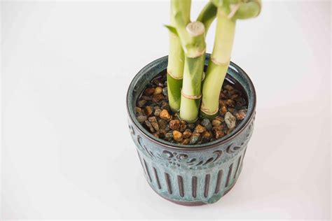 lucky bamboo indoor plant care growing guide