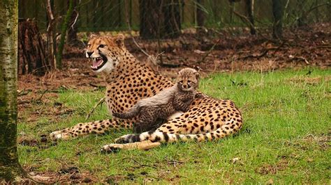 pasgeboren vijfling jachtluipaardjes voor het eerst naar buiten nvd dierentuinen