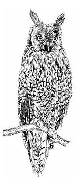 Owl Eared Designlooter sketch template