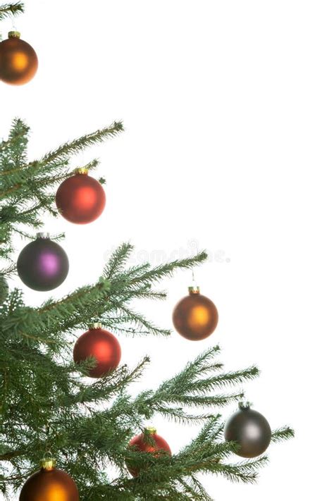 christmas pine tree stock photo image  gold holiday