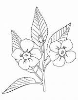 Blossom Coloringhome sketch template