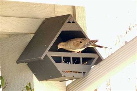 mourning dove bird house google search bird house kits bird house feeder bird house plans
