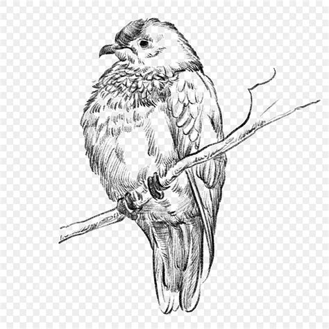 black  white  drawing sketch bird bird animal hand drawn