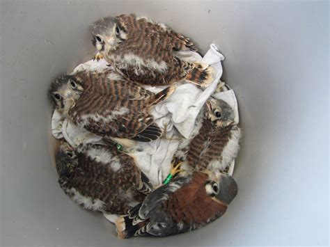 kestrel nest box project  season report kestrel land trust
