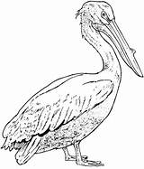 Pelican Coloring Pages Printable Pelicans Realistic Brown Drawing California Bird Supercoloring Birds Drawings Color Version Click Template Print Kids Designlooter sketch template