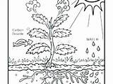 Photosynthesis Coloring Pages Science Drawing Life Color Getcolorings Getdrawings Sheet sketch template