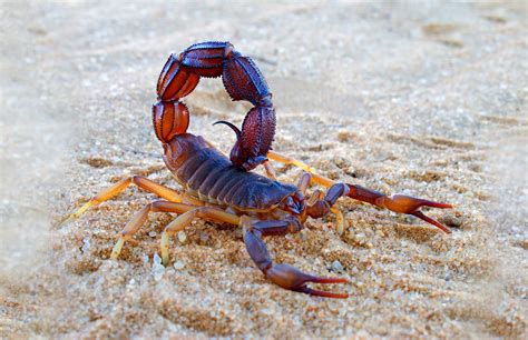 symbolic meaning  scorpion  scorpion totem  whats  sign