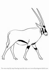 Oryx Drawing Draw Beisa Gemsbok Step Clipart Animals Tutorials Wild Getdrawings Learn sketch template