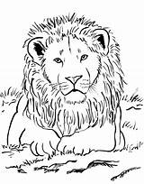 Lion Coloring Pages Female Getcolorings Color sketch template