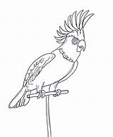 Coloring Pages Parrot sketch template