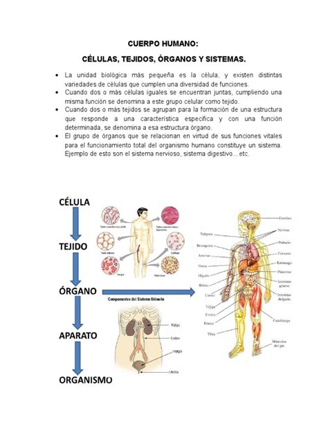 Celulas Tejidos Organos Y Sistemas Del Cuerpo Humano
