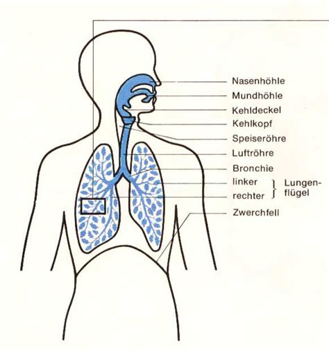 atmung und kreislauf