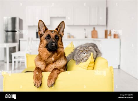 Cute German Shepherd And Grey Cat Lying On Bright Yellow Sofa In