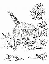 Coloring Kitten sketch template