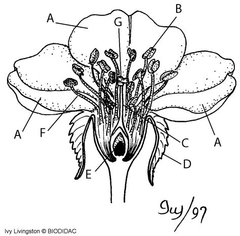 labelled  flowering plant coloring pages