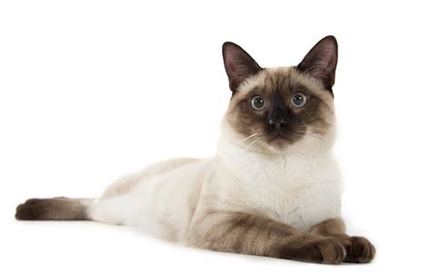 the traditional siamese cat cat breeds encyclopedia