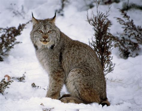 canada lynx wild kratts wiki fandom