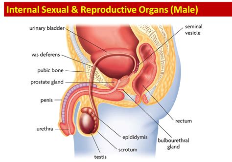 Science 8th Grade Female And Male Reproductive Anatomy