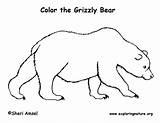 Bear Coloring Grizzly Drawing Outline Drawings Pages Cliparts Draw Nature Line Polar Cute Exploringnature Pdf Learning Mammals Animals Fish Exploring sketch template