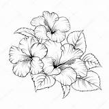 Bunga Raya Mallow Hibiscus Sketsa sketch template