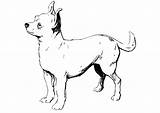 Chihuahua Coloring Pages Dog Bing Printable Realistic Kids Popular Cute Comments Coloringhome Large sketch template