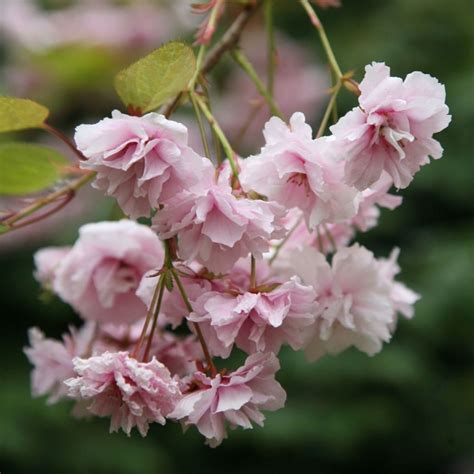 buy cheals weeping cherry prunus kiku shidare zakura  delivery