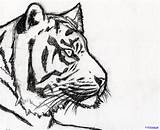 Tiger Easy Drawing Face Sketch Drawings Kids Getdrawings Paintingvalley Step sketch template