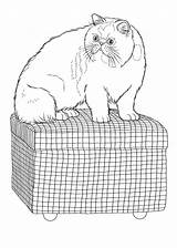 Pisica Colorat Desene Planse Imagini Pisici Domestice Animale Educative Trafic Analytics sketch template