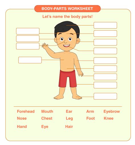 body parts worksheet   printables  kids