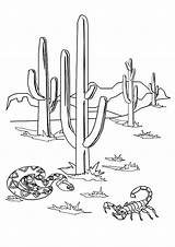 Coloring Cactus Pages Scorpion Snake Printable Flowers Saguaro Books Color Wren Worksheets Flower Parentune sketch template