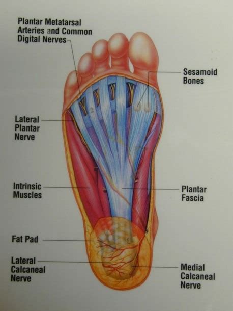 diagram showing parts   foot