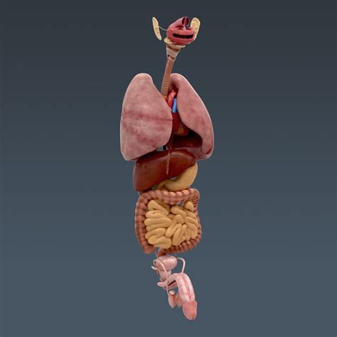 Human Body Internal Organs Anatomy 3d Model Max Obj 3ds Fbx C4d Lwo