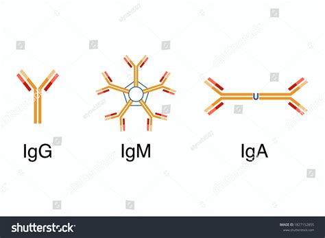 antibodies structure igg igm iga stock vector royalty
