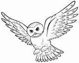 Owl Coloring Pages Harry Potter Animal Printable Drawing Animals Drawings sketch template