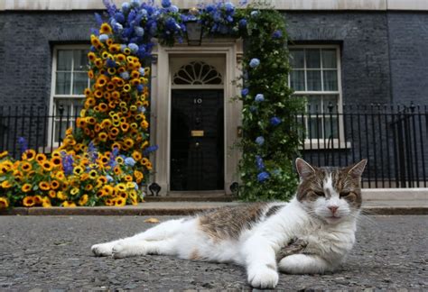 heres larry  westminsters political cats matter     politico