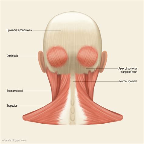 jeff searle muscles   head  neck