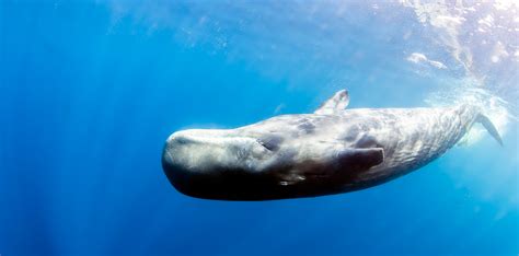 common species  toothed whales scuba diver life