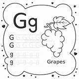 Tracing Grapes Lettere Alfabetico Ricalco Trace sketch template