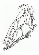 Mantis Religiosa Grillo Praying Dibujo Gottesanbeterin Malvorlage Kleurplaat Bidsprinkhaan Schulbilder Ausmalbild Schoolplaten Educolor Grande sketch template