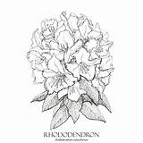 Rhododendron Drawing Flower Getdrawings Paintingvalley Drawings sketch template