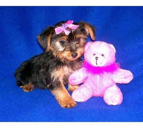 cute female yorkie for new home for sale adoption from