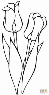 Lalele Tulips Tulpen Blumen Tulpe Kleurplaten Vorlagen Colorat Tulp Ausmalen Bloemen Planse Ausmalbild Flori Tekenen sketch template