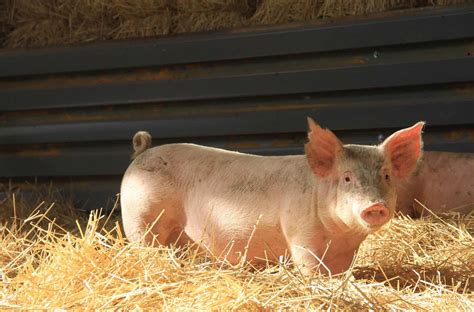 pig breeds part  southern african pig breeds proagri media