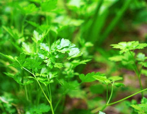 grow parsley tips  kellogg garden organics