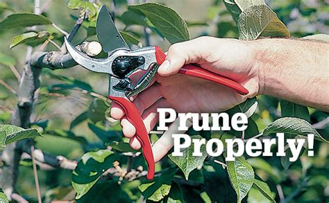 pin  pruning tips tools