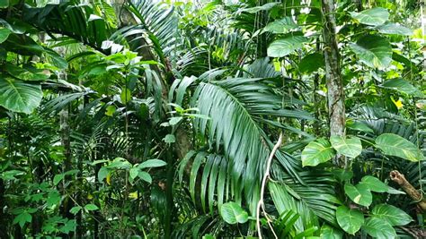 tropical jungle wild nature beautiful stock footage