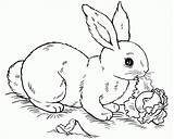 Rabbit Coloring Pages Printable Print Everfreecoloring sketch template